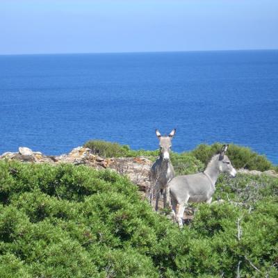 Asinelli Asinara